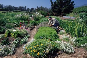 Gardener in the organic garden at Lambert