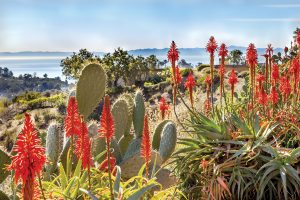 Prickly Pear Orange Aloe Cactus Pacific Ocean Santa Barbara California