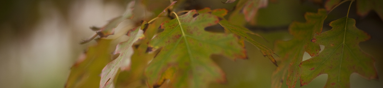 Blurred images of green sycamore leaves
