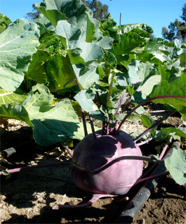 Beets growing in the organic farm