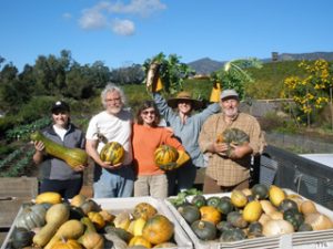 The garden crew harvesting squash