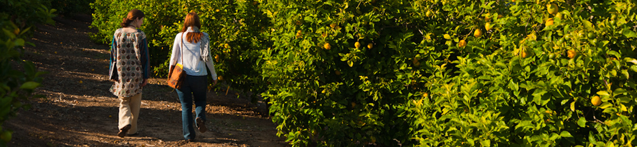 People walking in the lemon orchard