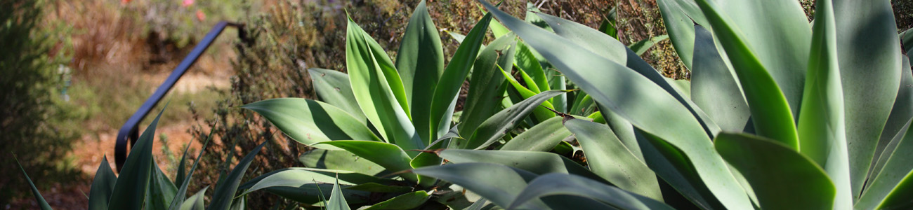 Blue Agave