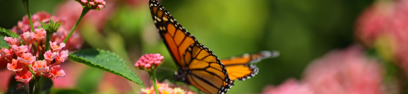 Butterfly on a leaf