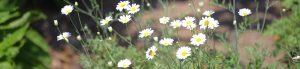 flowers in the organic garden at Lambert