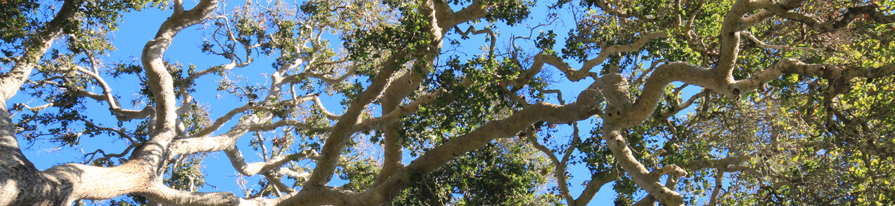 Branches of a coastal live oak tree