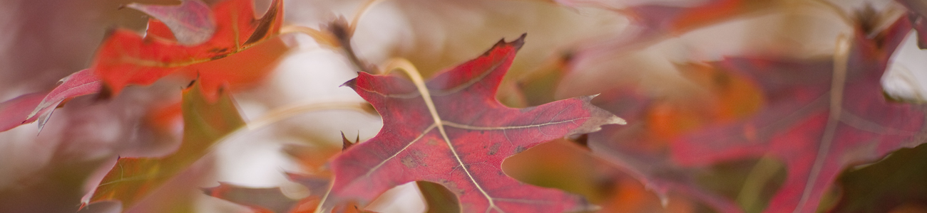 Image of sycamore leafs in fall