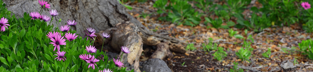 Image of purple flowers underneath a coastal live oak tree