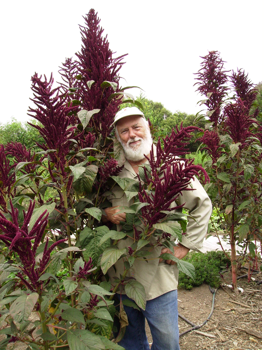 Marshall in the garden next to Amaranth