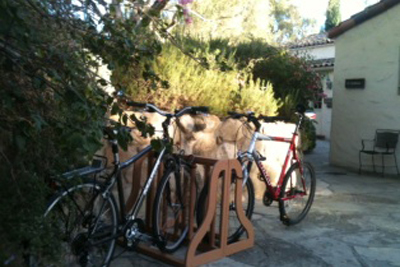 bikes in the bike rack at Lambert