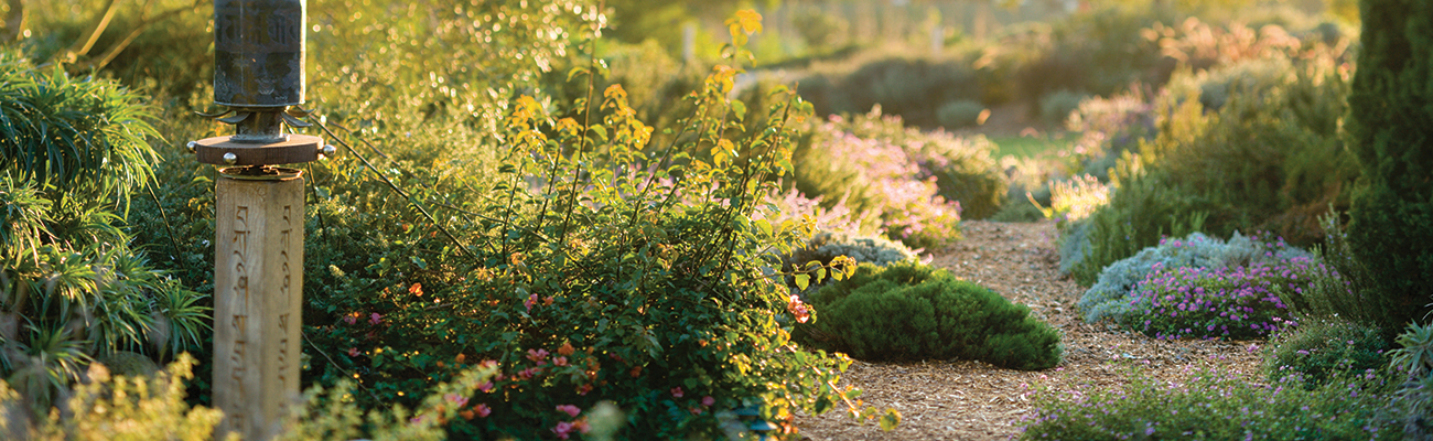 Sunlight on path - Lambert Campus garden
