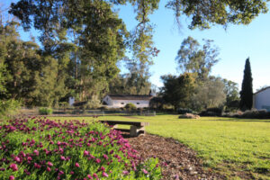 image of the lambert campus green grass and oak tree