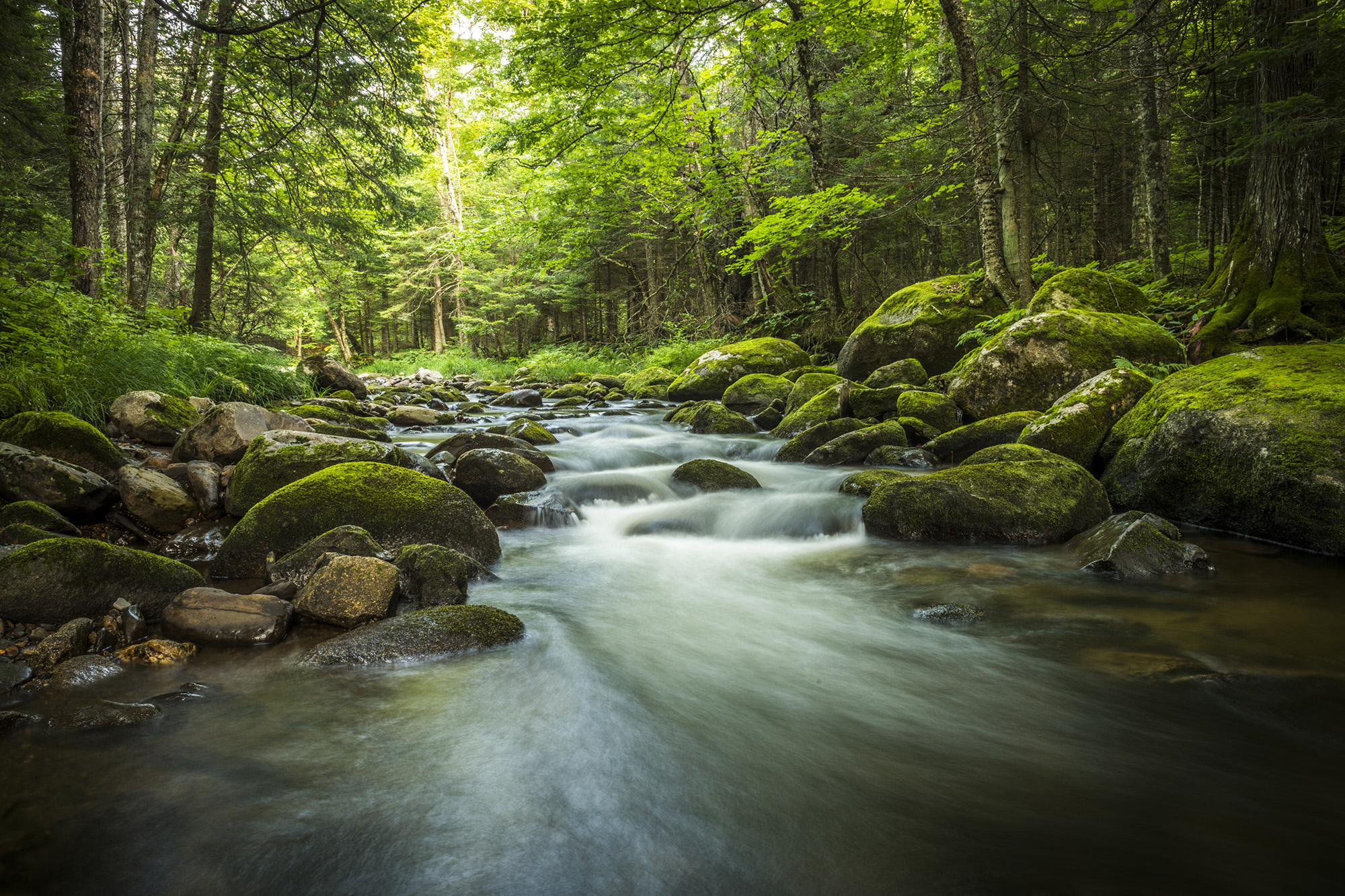 Magical stream in the heart of the green forest - Pacifica Graduate ...