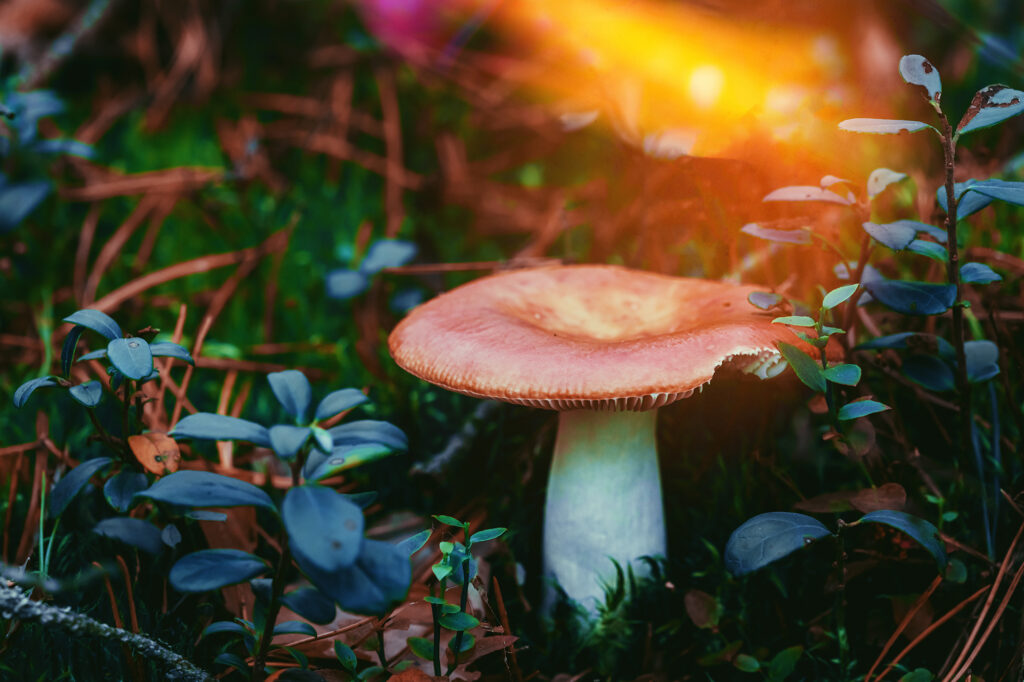 Mushroom Russula emetica - sickener, emetic russula, or vomiting russula. Autumn Forest. Conditionally edible fungus.